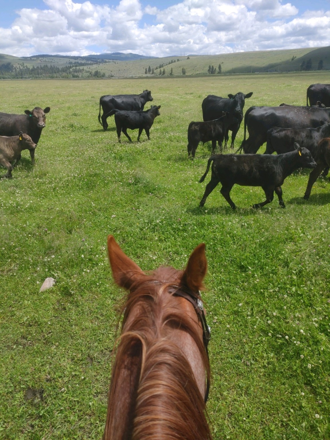 Nhn Farm View Lane Florence Unimprovedland Horse W