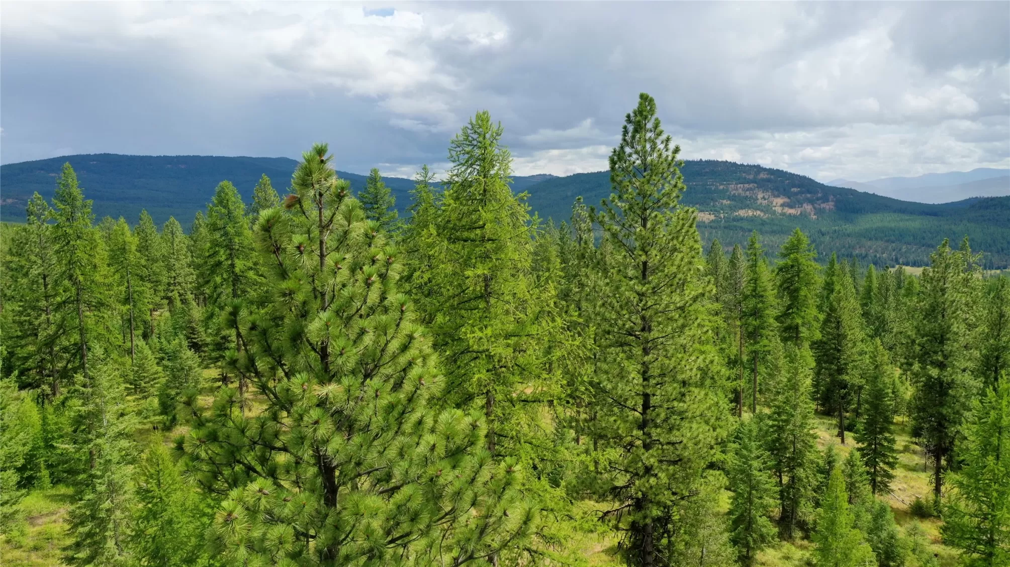 Cos 7439 Libby Unimprovedland Waterfront 160 Acr