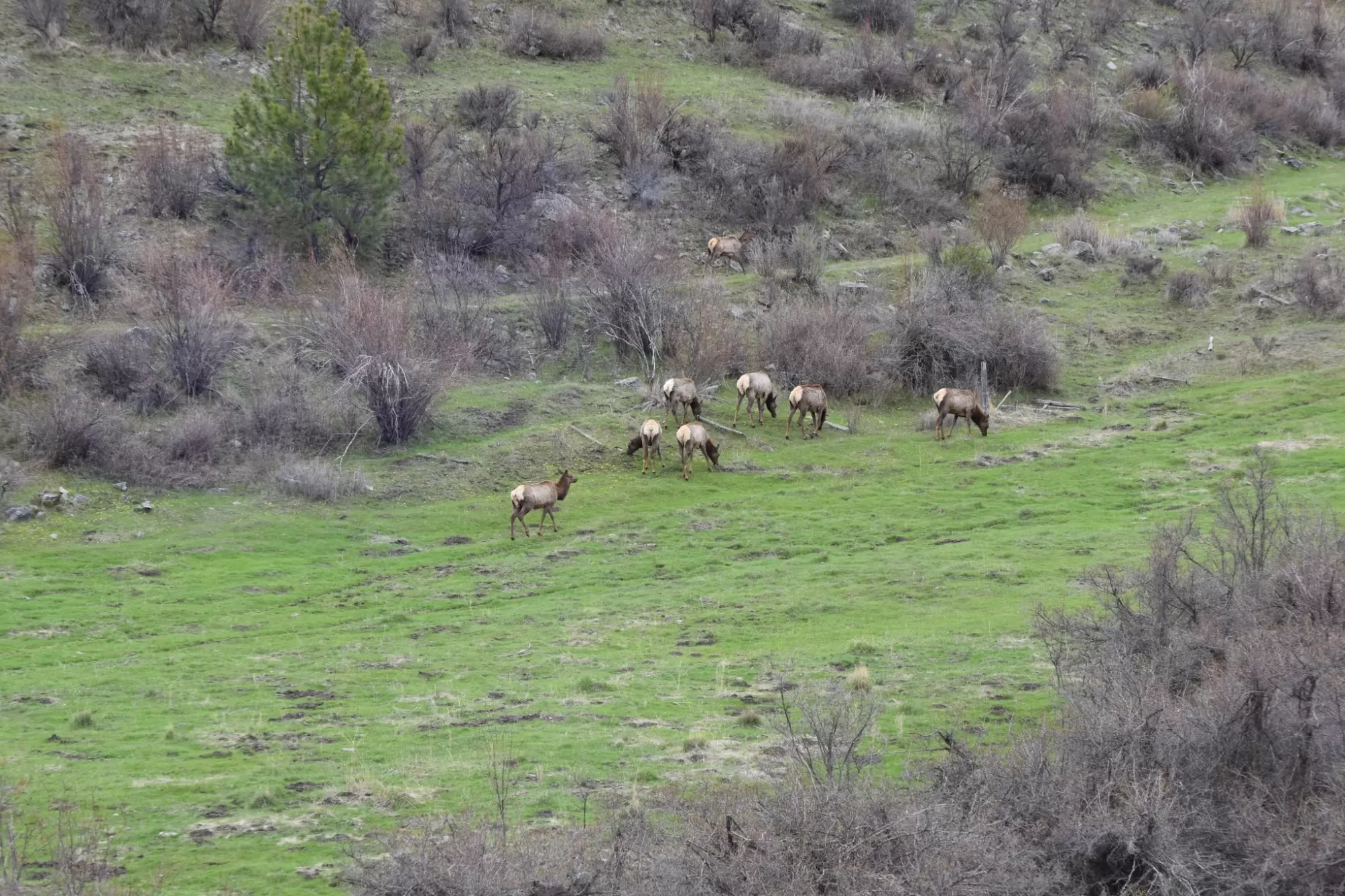 54 W Magpie Creek Road Dixon Singlefamilyresidence