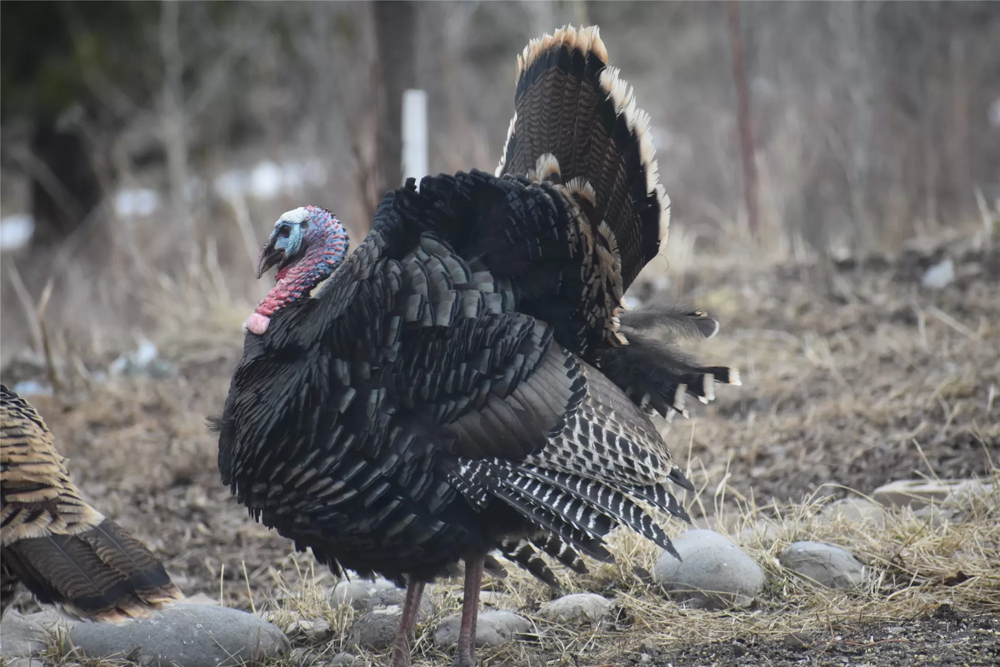 770 Mountain Moose Road Bozeman Horse Waterfront 1