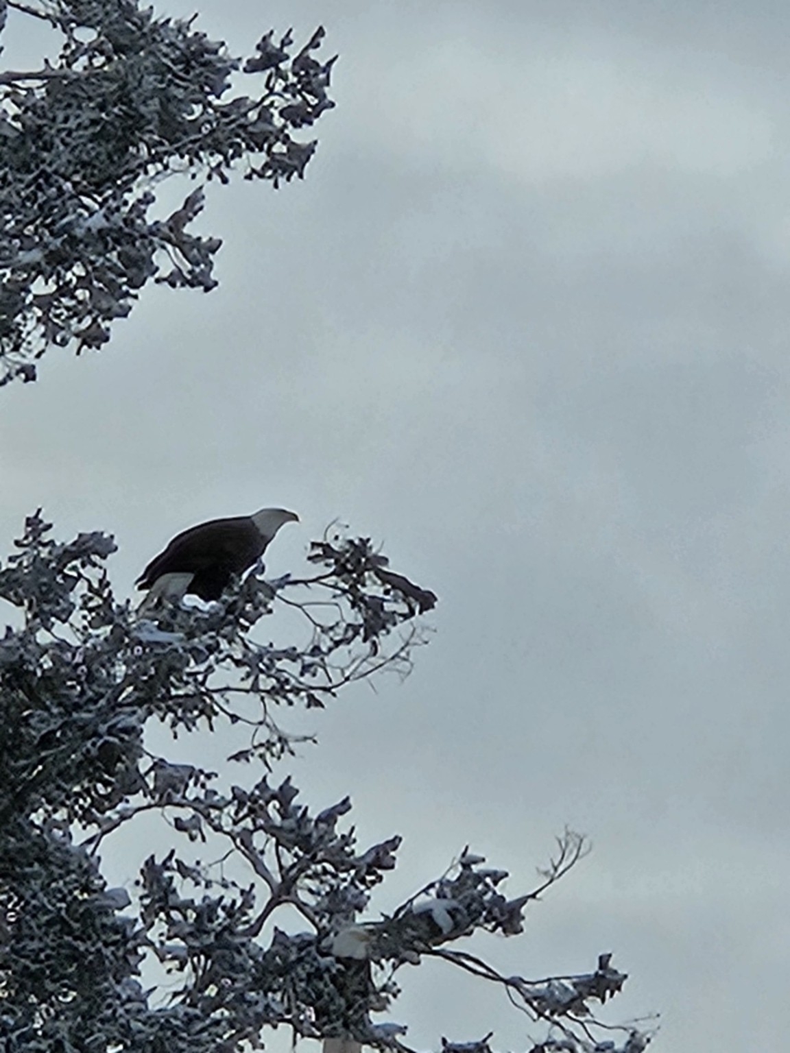 306 Parker Lakes Road Bigfork Singlefamilyresidenc