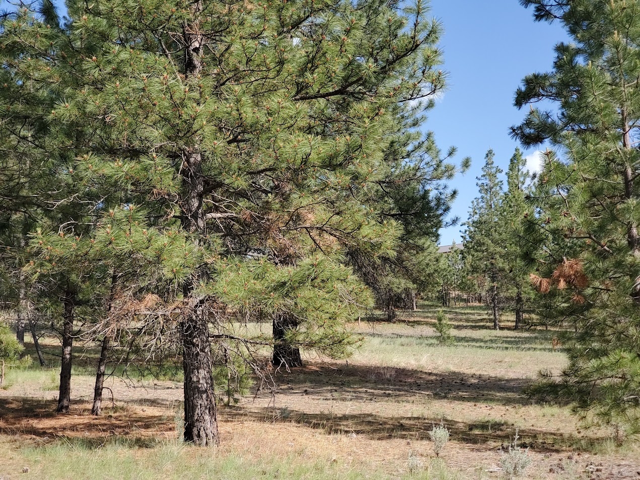 4784 Cameron Rose Lane Stevensville Unimprovedland