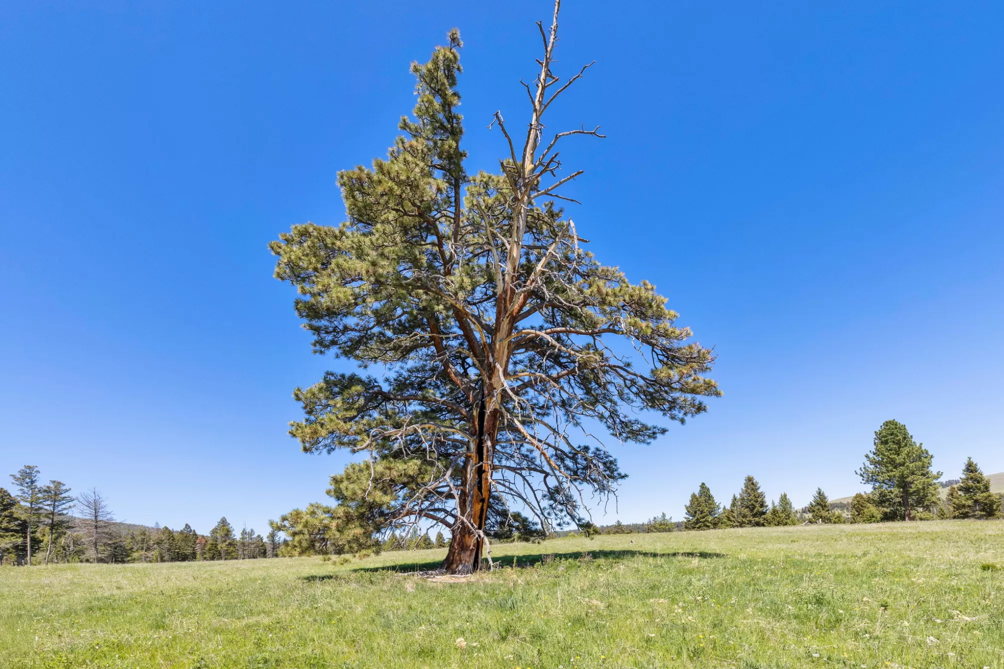 Nhn N Fork Lower Willow Creek Road Hall Unimproved