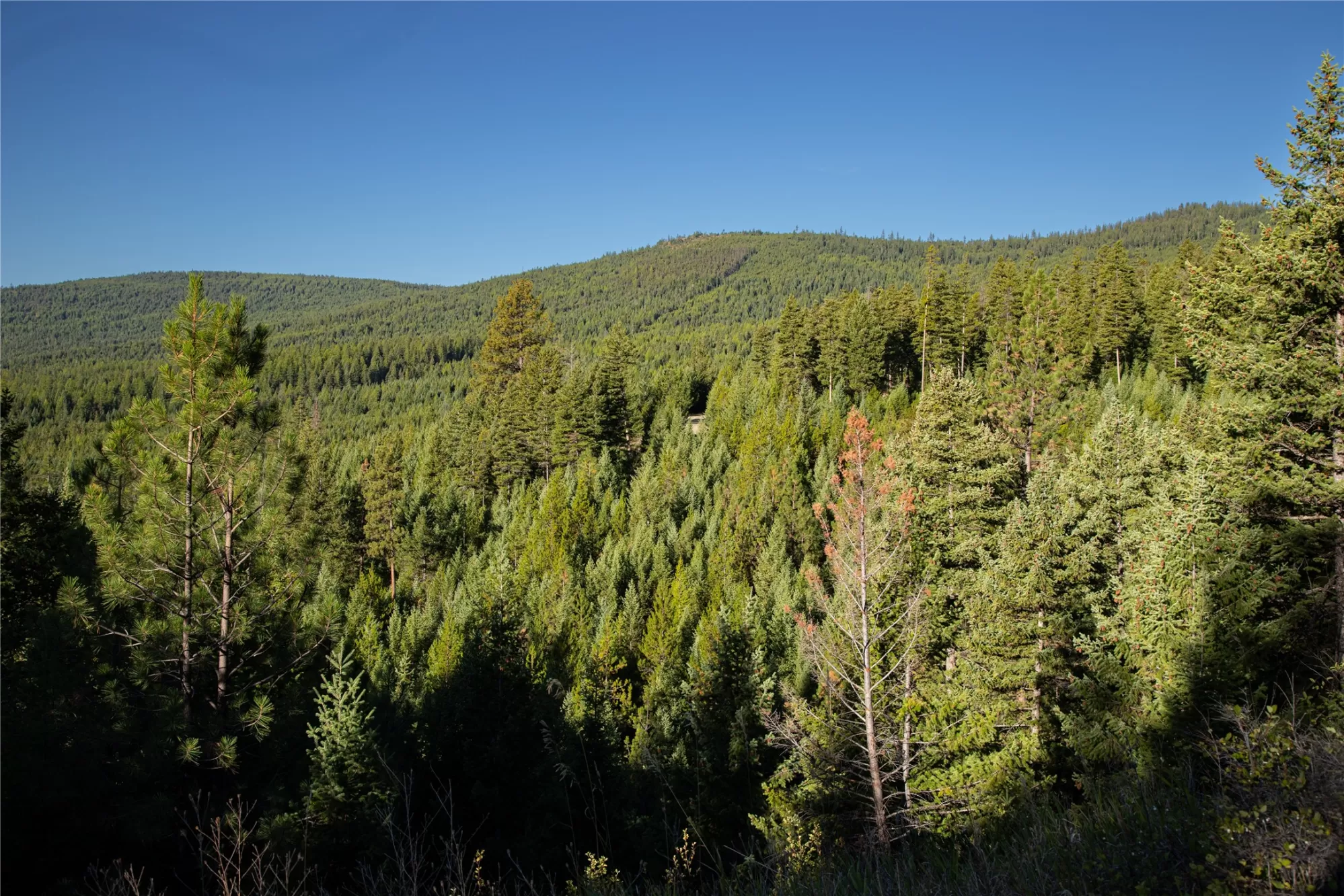 Nhn Haskill Mountain Ranch Road Kila Unimprovedlan