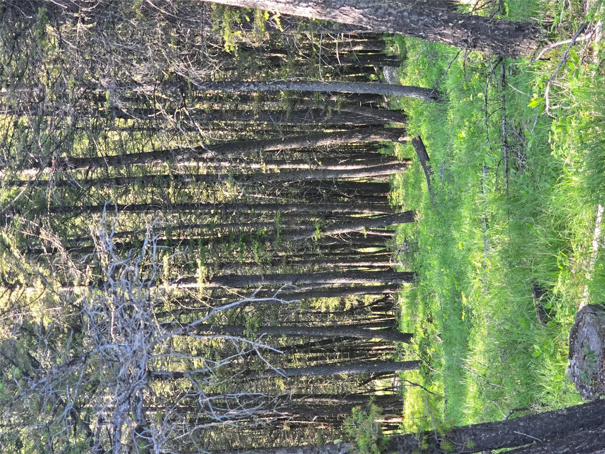 Num Johnson Quarta Lode Philipsburg Miningclaim Ho