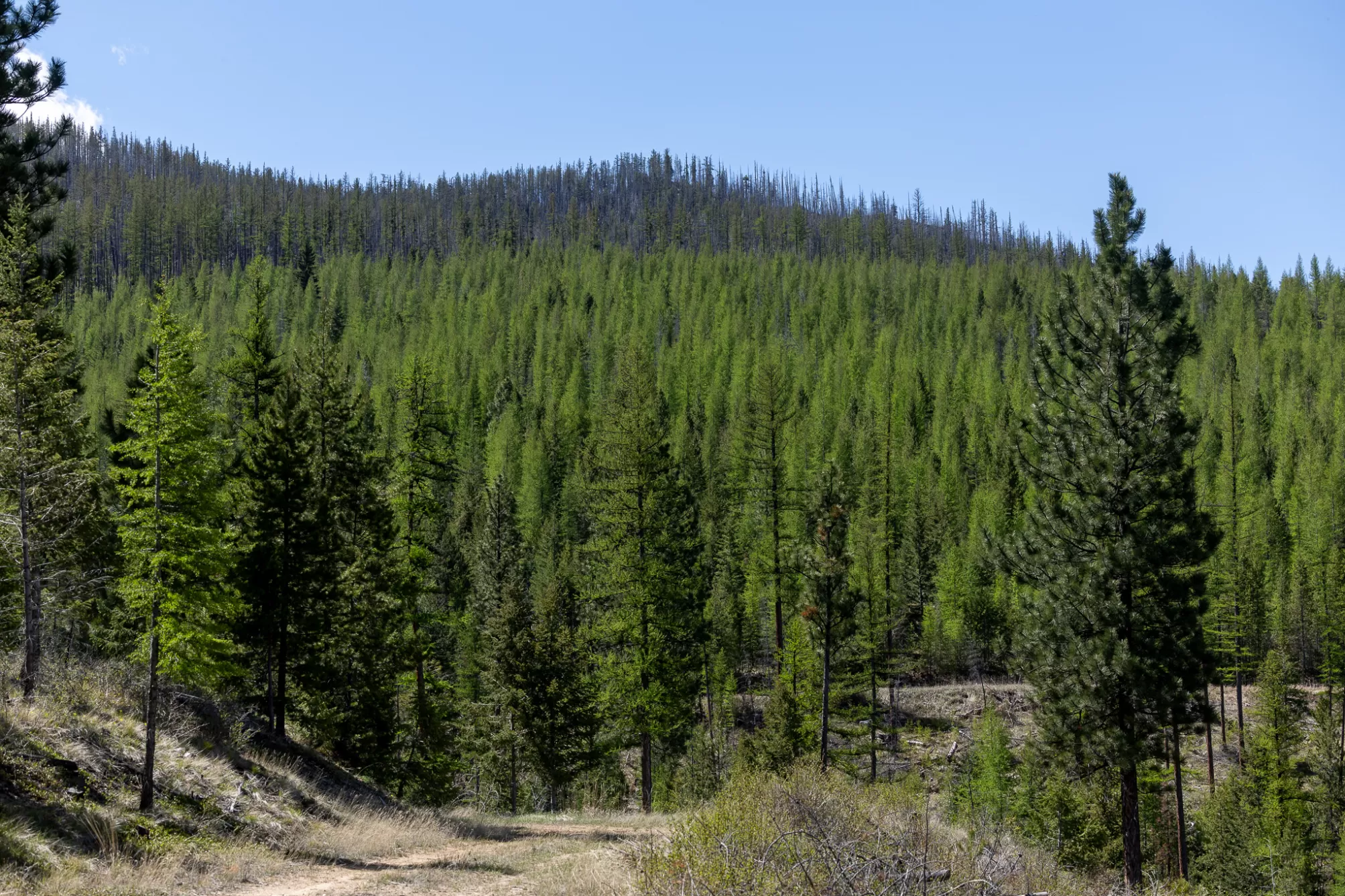 Lolo Peak Shadows Lolo Unimprovedland Horse Waterf