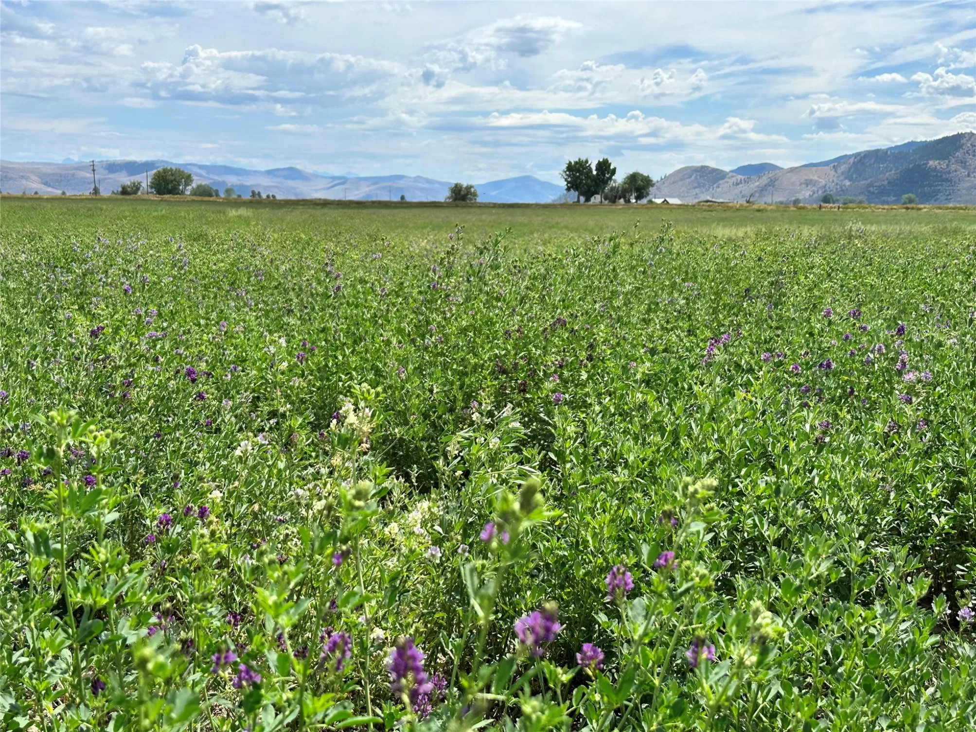 Nhn Garcon Gulch Road Hot Springs Agriculture Hors