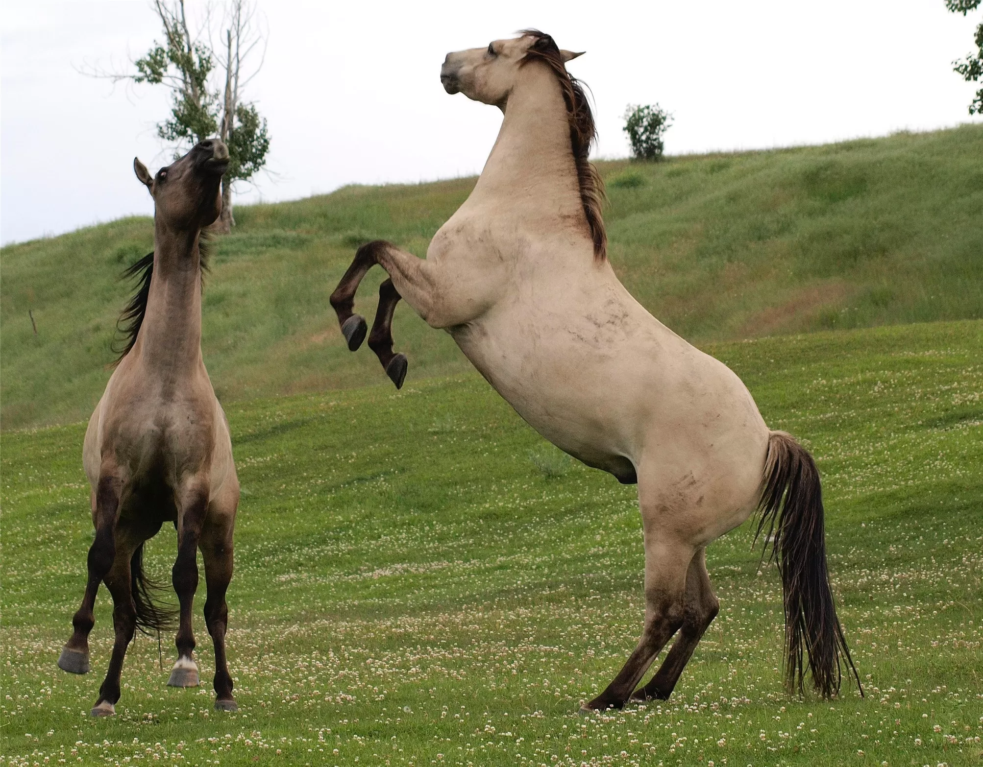 1838 Mills Spring Road Eureka Horse Ski Waterfront