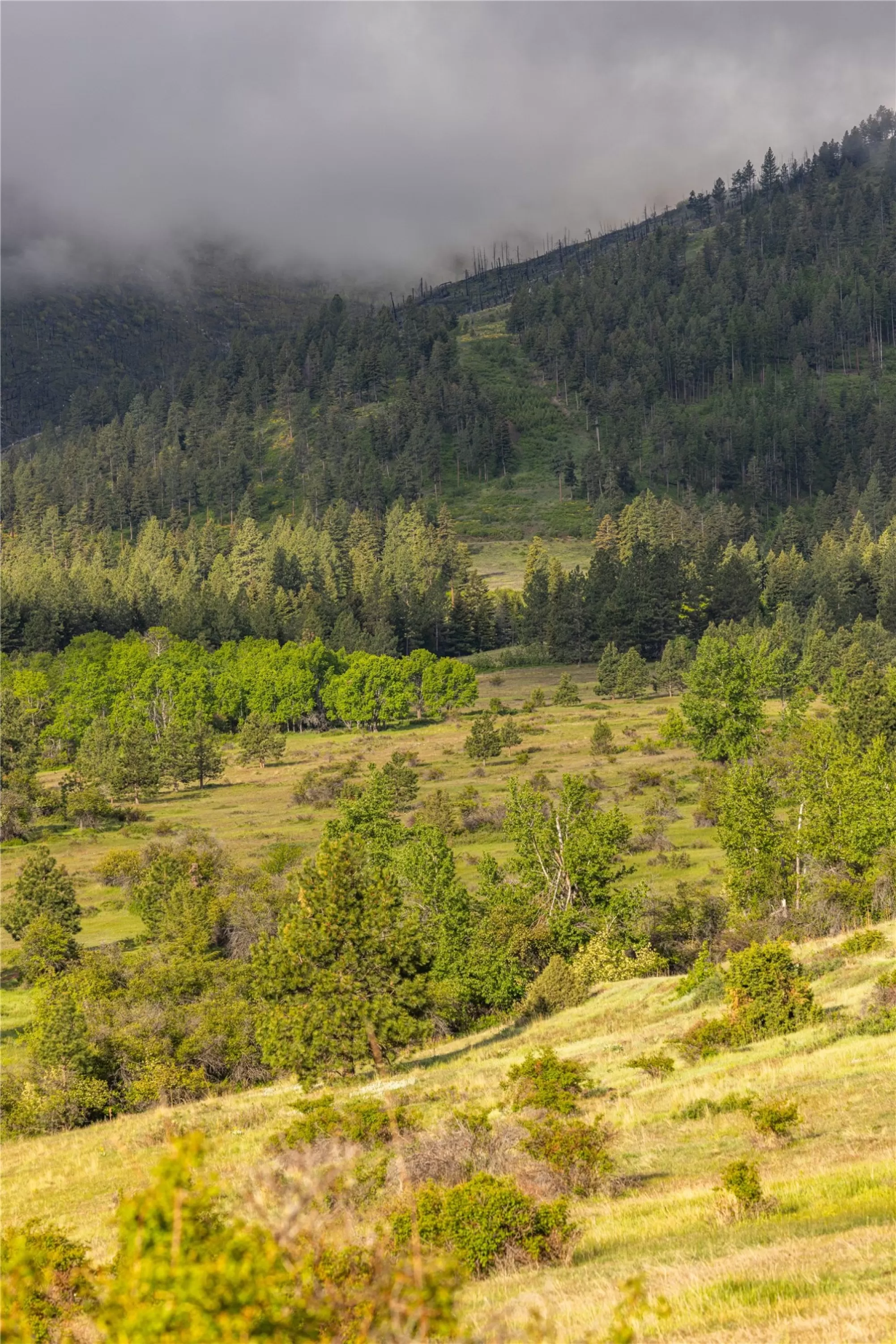 8744 Mcclain Creek Road Florence Unimprovedland Ho