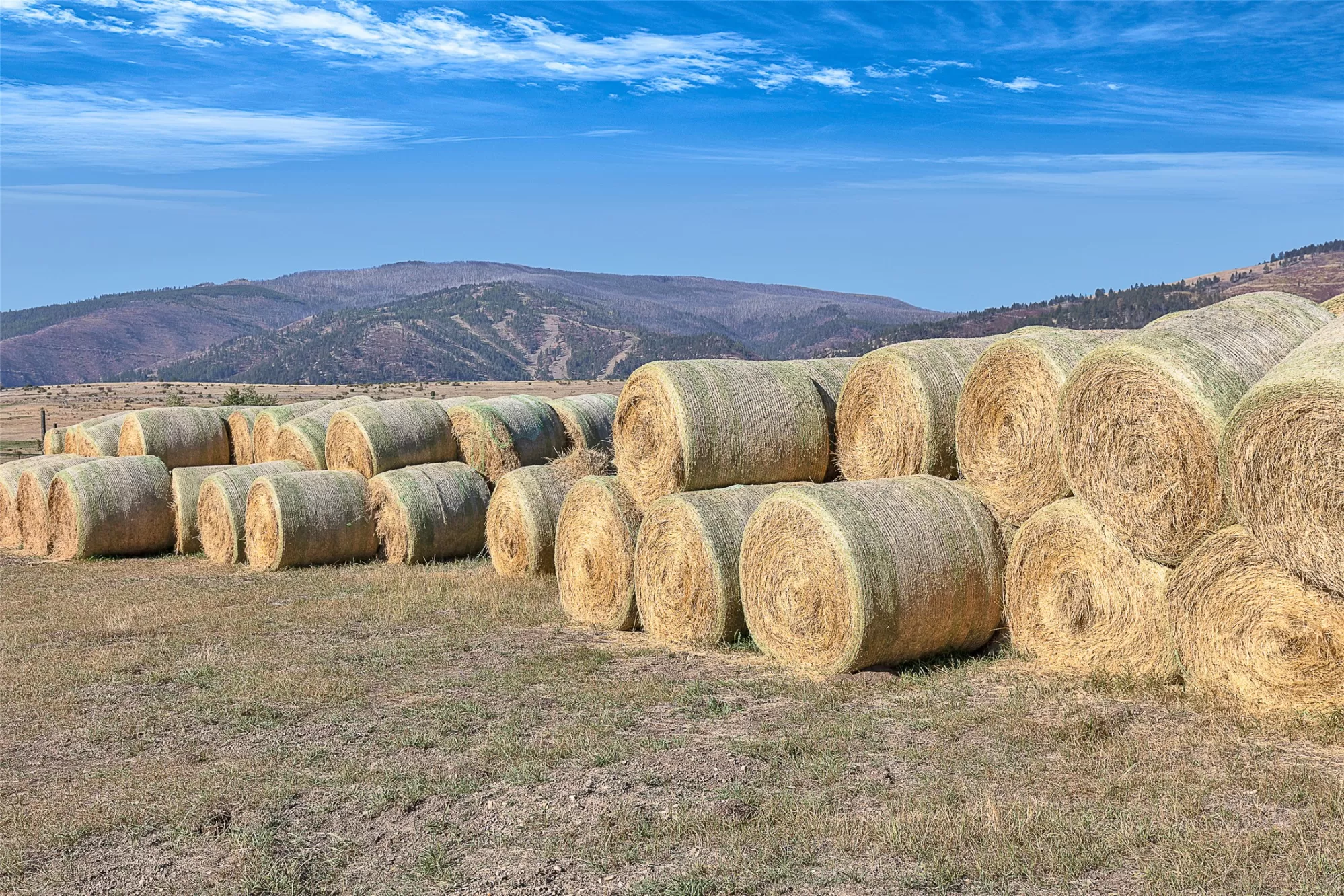 000 Homestead Village Florence Horse Waterfront 19