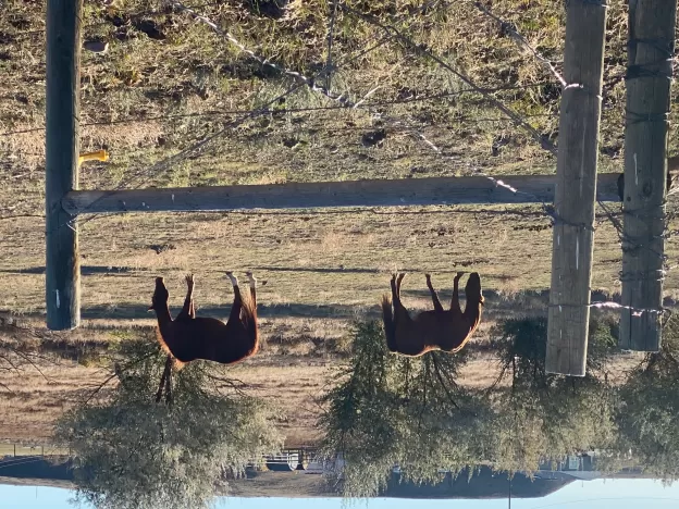 Tbd Appaloosa Lane Vaughn Unimprovedland Horse Wat