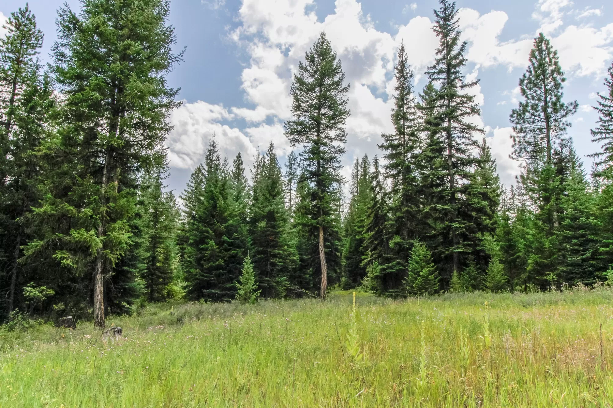 510 Haskill Ranch Road Kila Unimprovedland Horse S