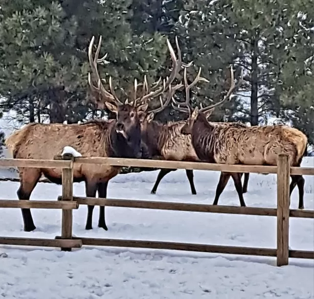 5 Alpine Valley Lane Clancy Singlefamilyresidence